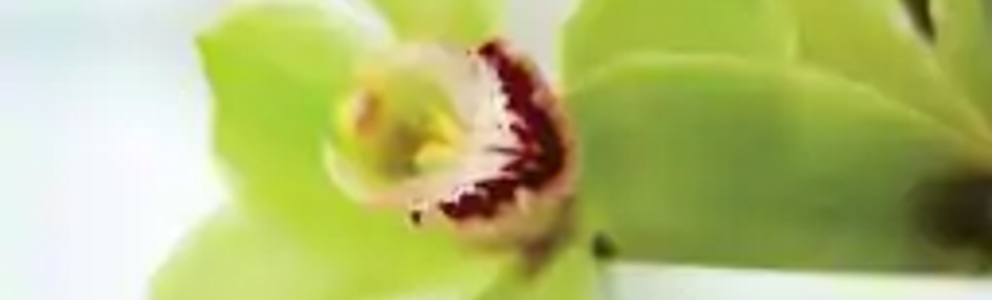 Greenhouse Spa & Salon